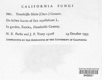Image of Trochila ilicis